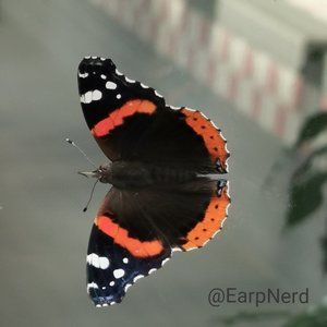 Meet your Posher, Judy